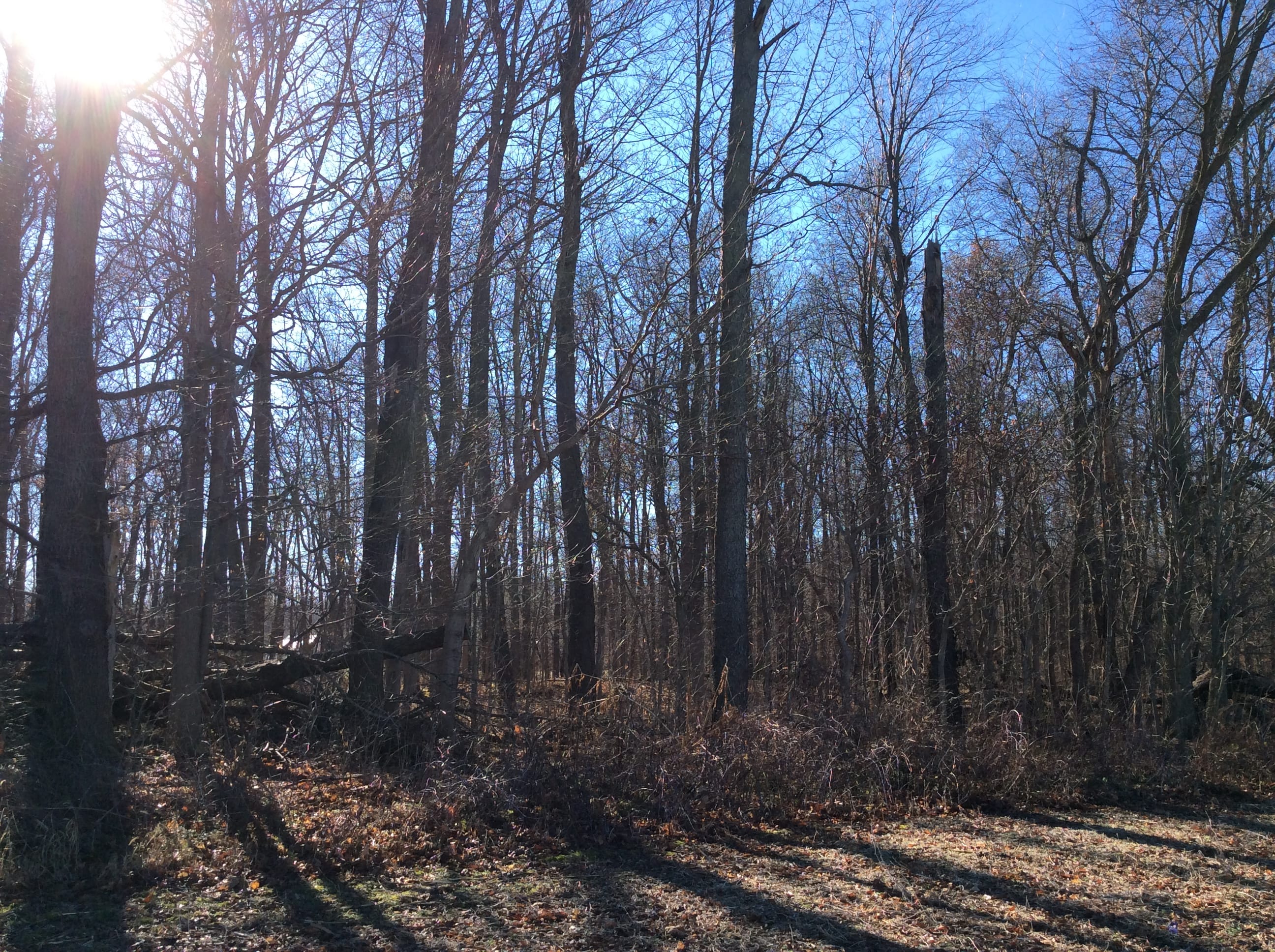 Real Estate Pictures