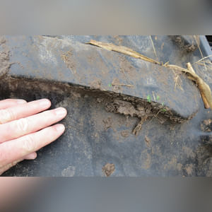 2001 Gleaner R-62 combine, 30.5 L 32 tires, 2919 hrs, 1955 separator hrs, lateral tilt, SN R62-HK62217