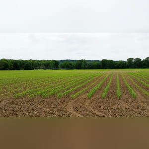 61± acres featuring 51± acres of prime, level, irrigated land