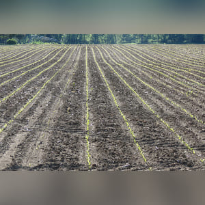 61± acres featuring 51± acres of prime, level, irrigated land