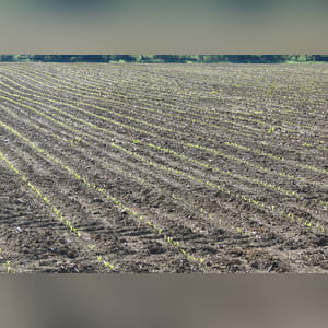 61± acres featuring 51± acres of prime, level, irrigated land