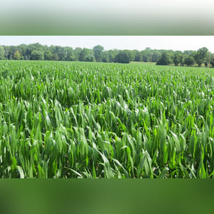 61± acres featuring 51± acres of prime, level, irrigated land