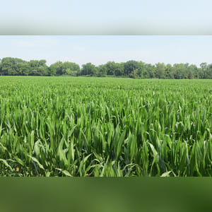 61± acres featuring 51± acres of prime, level, irrigated land