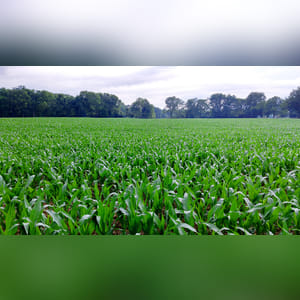 50± acres with 38± acres tillable and the balance wooded