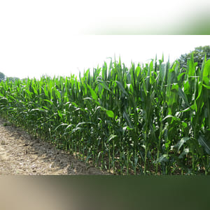 50± acres with 38± acres tillable and the balance wooded