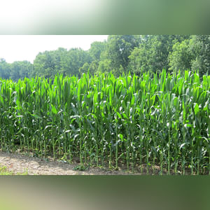 50± acres with 38± acres tillable and the balance wooded