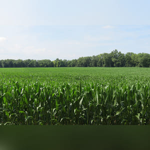 50± acres with 38± acres tillable and the balance wooded