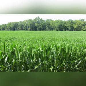 50± acres with 38± acres tillable and the balance wooded