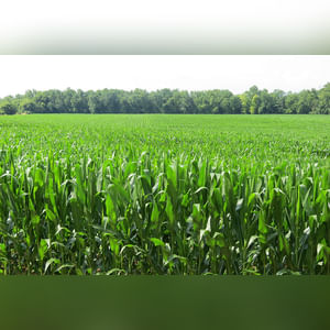 50± acres with 38± acres tillable and the balance wooded