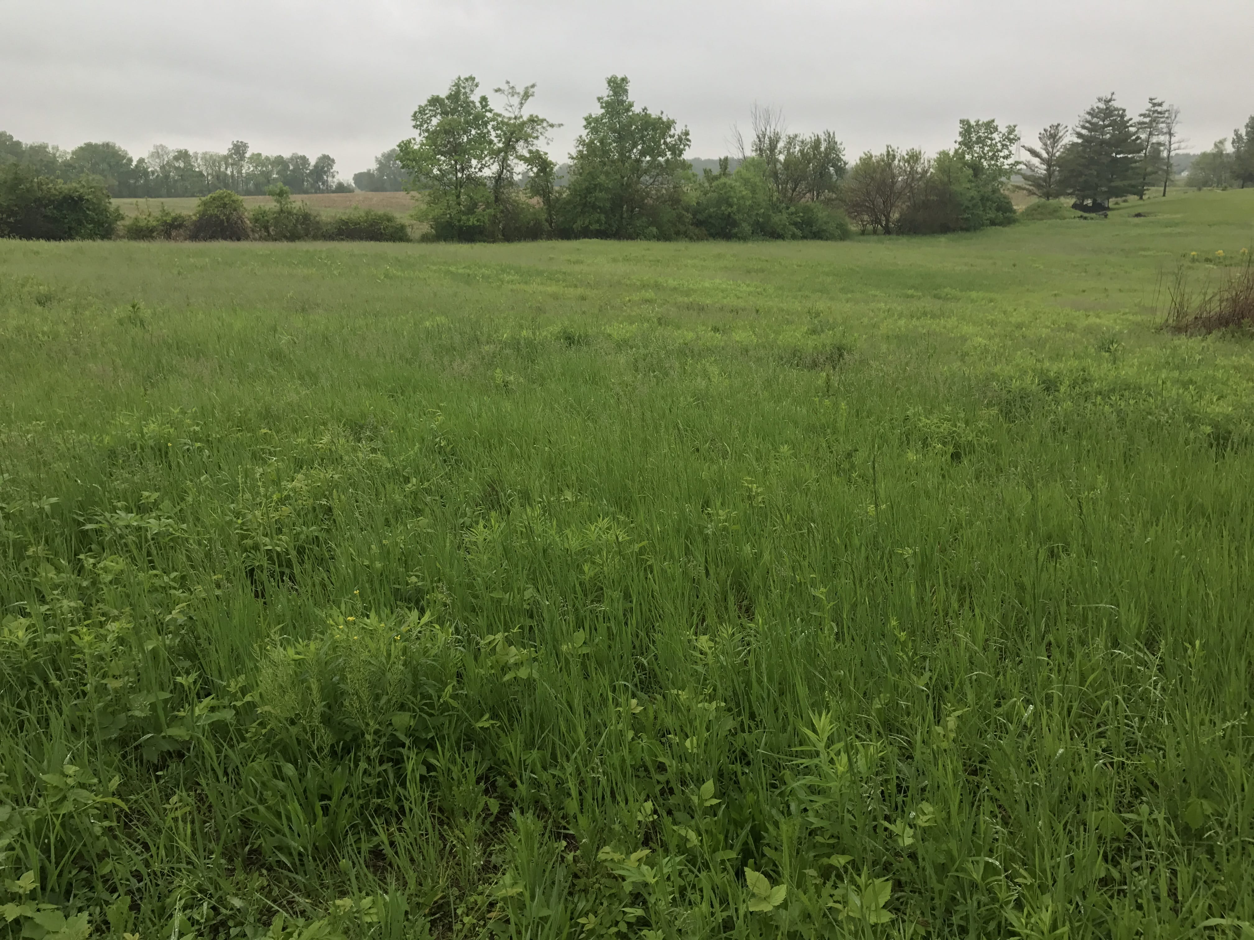 Real Estate Pictures