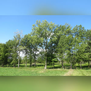 10± acres, home, pole barn, shop building, fenced pastures, and pond. The impressive interior of the home boasts 4 bedrooms and 3 full baths. The master suite is 16â??x16â?? with a large walk-in closet. The master bath has a double sink and a large custom shower. The 22â??x14â?? eat-in kitchen has custom cabinets, granite counter tops, and a brick-front raised fireplace. The large main level also includes the 20â??x14â?? living room with fireplace, 18â??x16â?? family room, 14â??x12â?? office area, mud room, and laundry room. This spacious main level floor plan is ideal for the family as well as entertaining. The full basement is partially finished, and the 2-car attached garage includes a large storage area. Other amenities within the home include a Lennox LP gas forced-air furnace, central air, Pella windows, a newer roof, cathedral ceilings, ceramic tile and wood flooring, ceiling fans, and a Radionon system. The exterior is beautifully landscaped with mature trees, colorful perennials, a small orchard and grape vineyard, a large play area, and a ½ acre stocked pond. The 60â??x50â?? pole barn with walk-in door and 14â??-high end slider includes grooved concrete, maternity pens, custom Gingway gates, a working chute, and 4 individual turn-out pens. There are 6 fenced and cross-fenced pasture areas, each with its own Ritchie waterer. The 34â??x32â?? shop building has a concrete floor, porch, and walk-in and overhead doors.