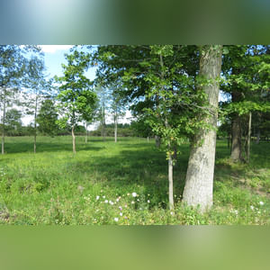 10± acres, home, pole barn, shop building, fenced pastures, and pond. The impressive interior of the home boasts 4 bedrooms and 3 full baths. The master suite is 16â??x16â?? with a large walk-in closet. The master bath has a double sink and a large custom shower. The 22â??x14â?? eat-in kitchen has custom cabinets, granite counter tops, and a brick-front raised fireplace. The large main level also includes the 20â??x14â?? living room with fireplace, 18â??x16â?? family room, 14â??x12â?? office area, mud room, and laundry room. This spacious main level floor plan is ideal for the family as well as entertaining. The full basement is partially finished, and the 2-car attached garage includes a large storage area. Other amenities within the home include a Lennox LP gas forced-air furnace, central air, Pella windows, a newer roof, cathedral ceilings, ceramic tile and wood flooring, ceiling fans, and a Radionon system. The exterior is beautifully landscaped with mature trees, colorful perennials, a small orchard and grape vineyard, a large play area, and a ½ acre stocked pond. The 60â??x50â?? pole barn with walk-in door and 14â??-high end slider includes grooved concrete, maternity pens, custom Gingway gates, a working chute, and 4 individual turn-out pens. There are 6 fenced and cross-fenced pasture areas, each with its own Ritchie waterer. The 34â??x32â?? shop building has a concrete floor, porch, and walk-in and overhead doors.