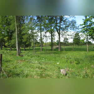 Tract 2: 8.8± acres is currently in pasture with mature mixed hardwood trees and perimeter fencing. Combine with Tract 1 to create a great mini-farm or investigate the endless possibilities as a potential building site.