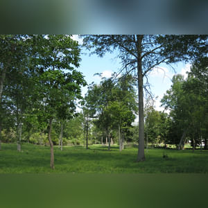 Tract 2: 8.8± acres is currently in pasture with mature mixed hardwood trees and perimeter fencing. Combine with Tract 1 to create a great mini-farm or investigate the endless possibilities as a potential building site.