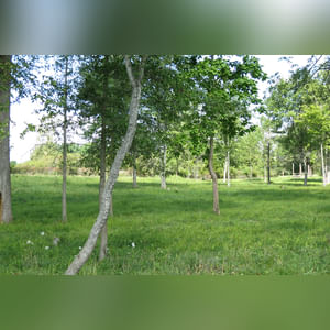 Tract 2: 8.8± acres is currently in pasture with mature mixed hardwood trees and perimeter fencing. Combine with Tract 1 to create a great mini-farm or investigate the endless possibilities as a potential building site.