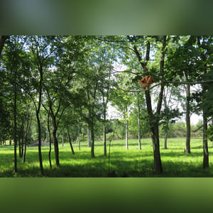 Tract 2: 8.8± acres is currently in pasture with mature mixed hardwood trees and perimeter fencing. Combine with Tract 1 to create a great mini-farm or investigate the endless possibilities as a potential building site.
