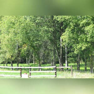Tract 2: 8.8± acres is currently in pasture with mature mixed hardwood trees and perimeter fencing. Combine with Tract 1 to create a great mini-farm or investigate the endless possibilities as a potential building site.
