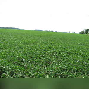 Located along Jenks and Edgefield roads. 110± acres of mostly tillable cropland. Brookston, Crosby, and Celina are the predominate soil types of this prime, level, continuous field.