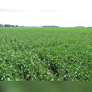 Located along Jenks and Edgefield roads. 110± acres of mostly tillable cropland. Brookston, Crosby, and Celina are the predominate soil types of this prime, level, continuous field.