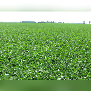 Located along Jenks and Edgefield roads. 110± acres of mostly tillable cropland. Brookston, Crosby, and Celina are the predominate soil types of this prime, level, continuous field.