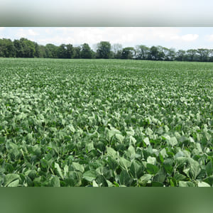 Located along Jenks Road. 24.5± acres of primarily Brookston soils. This farm provides easy access, quality cropland, and a great location.