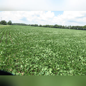 Located along Jenks Road. 24.5± acres of primarily Brookston soils. This farm provides easy access, quality cropland, and a great location.