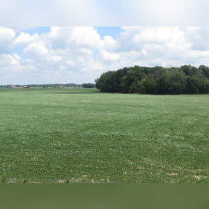 Located along S. Charleston Road. 42.5± acres with 38± acres tillable. This tract features Ragsdale, Reesville, and Xenia loamy soil types.