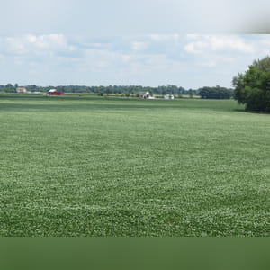 Located along S. Charleston Road. 42.5± acres with 38± acres tillable. This tract features Ragsdale, Reesville, and Xenia loamy soil types.