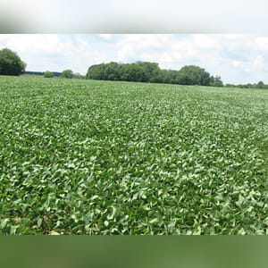 Located along S. Charleston Road. 42.5± acres with 38± acres tillable. This tract features Ragsdale, Reesville, and Xenia loamy soil types.