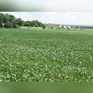 Located along S. Charleston Road with a 2nd point of access from Greenview Street. 18+ acres of Ragsdale, Reesville, and Xenia soils. Investigate the income potential offered here with excellent soils in a location that offers many opportunities.
