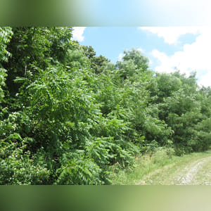 Located along S. Charleston Road. 23± acres of mostly wooded land with mixed hardwood trees. Consider the recreational/hunting value as well as the possibility of a beautiful building site.