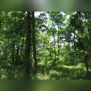 Located along S. Charleston Road. 23± acres of mostly wooded land with mixed hardwood trees. Consider the recreational/hunting value as well as the possibility of a beautiful building site.
