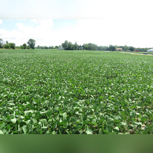 Located at the corner of OH-734 and N. Jeffersonville Road. 9.5± acres of cropland. The predominate soils types are Brookston, Miamian, and Celina. Investigate the opportunity to build your country estate on this gently rolling tract.