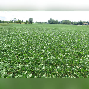 Located at the corner of OH-734 and N. Jeffersonville Road. 9.5± acres of cropland. The predominate soils types are Brookston, Miamian, and Celina. Investigate the opportunity to build your country estate on this gently rolling tract.