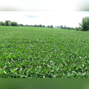 Located along N. Jeffersonville Road. 3.4± acres with Miamian and Celina soils. Combine tracts 7, 8, and 9 for 25± acres of income producing real estate.