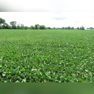 Located along N. Jeffersonville Road. 3.4± acres with Miamian and Celina soils. Combine tracts 7, 8, and 9 for 25± acres of income producing real estate.