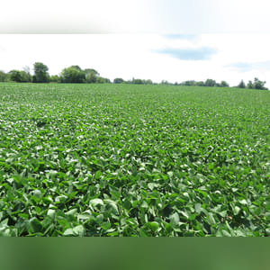 (SWING TRACT) - 15.6± acres with Brookston, Miamian, and Celina soils. Tract 8 must be bid in combination with Tract 6 and/or Tract 7 or by an adjoining land owner.