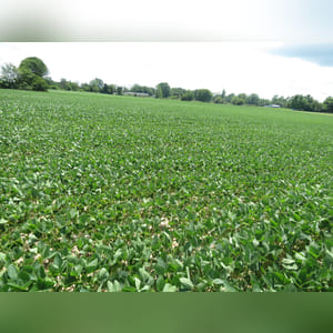 (SWING TRACT) - 15.6± acres with Brookston, Miamian, and Celina soils. Tract 8 must be bid in combination with Tract 6 and/or Tract 7 or by an adjoining land owner.