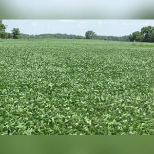 (SWING TRACT) â?? 6± acres of primarily Brookston soil. Tract 9 must be bid in combination or by an adjoining land owner. Consider this rare opportunity to combine the tracts in Farm C in a manner that best suits your needs.