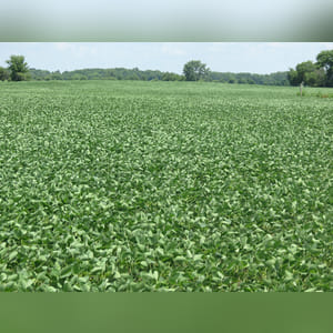 (SWING TRACT) â?? 6± acres of primarily Brookston soil. Tract 9 must be bid in combination or by an adjoining land owner. Consider this rare opportunity to combine the tracts in Farm C in a manner that best suits your needs.