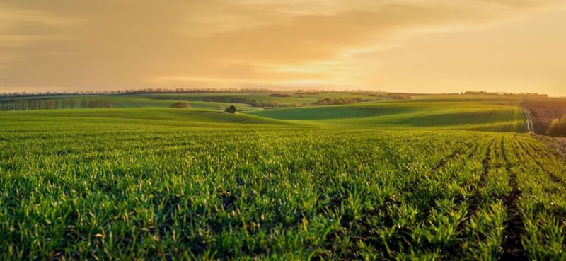 Featured Photo